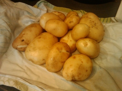 second early potatoes